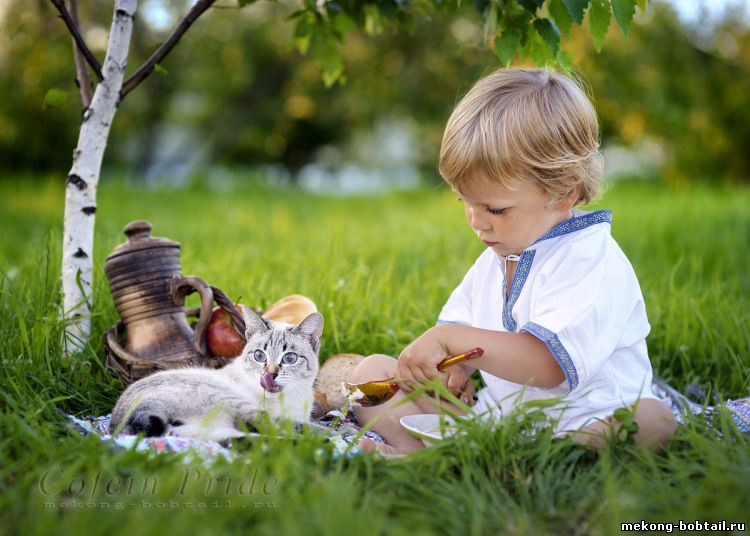 Bobtail Katze und Mädchen