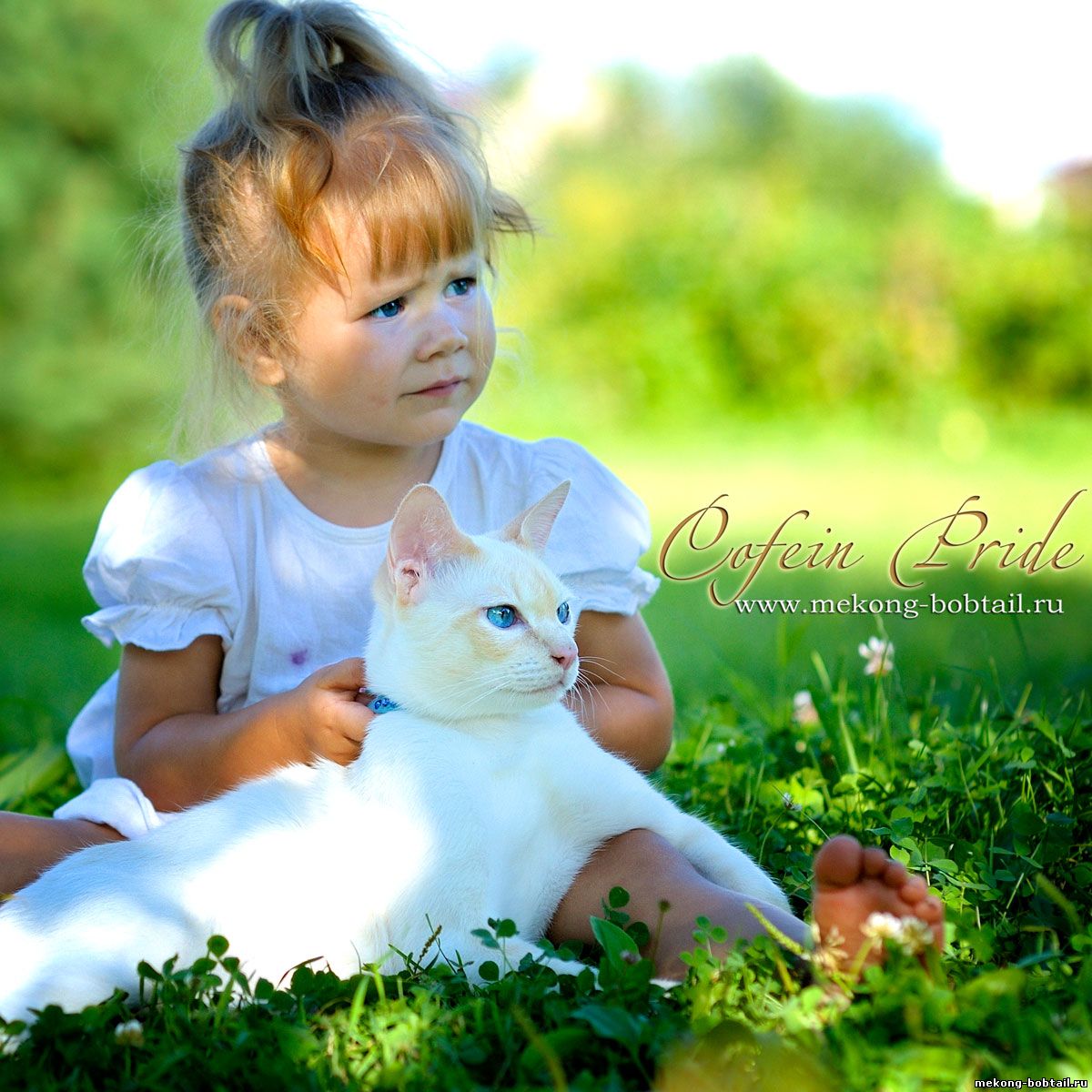 Bobtail Katze und Mädchen