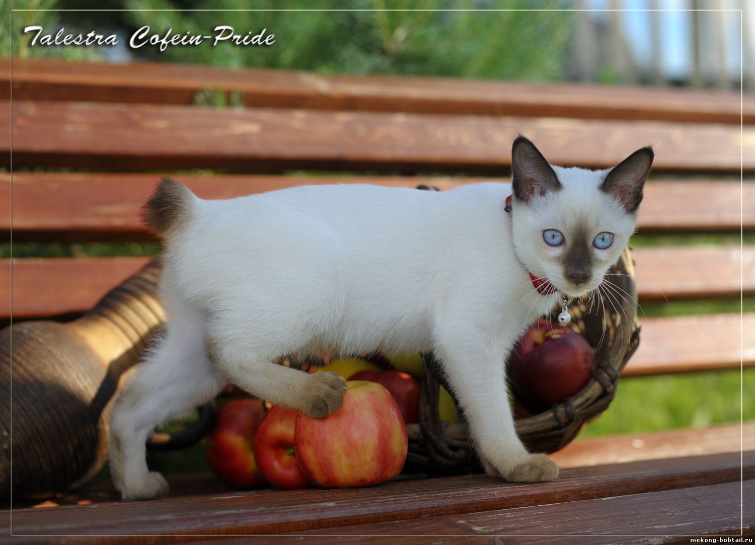 Mekong bobtail cioccolato-point Talestra, Cofein-Pride