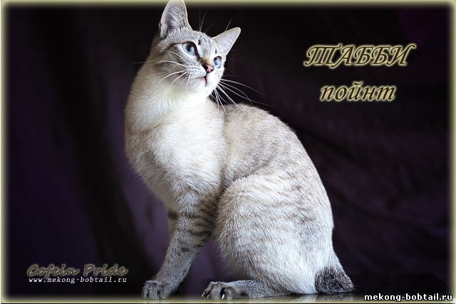 Mekong bobtail Seal-Tabby-point Dona Miya Ayutthaya