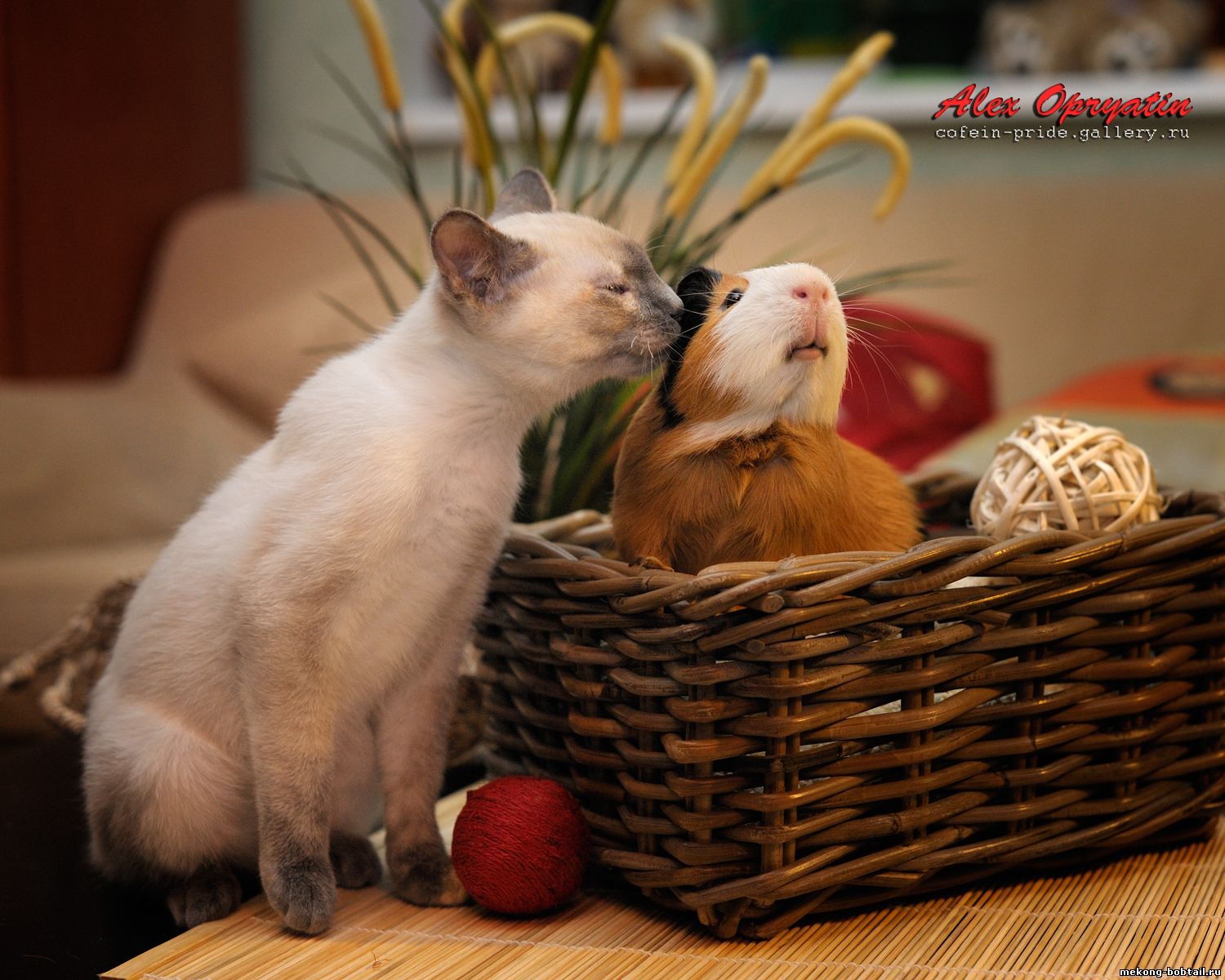 Mekong bobtail blu-crema tortie point