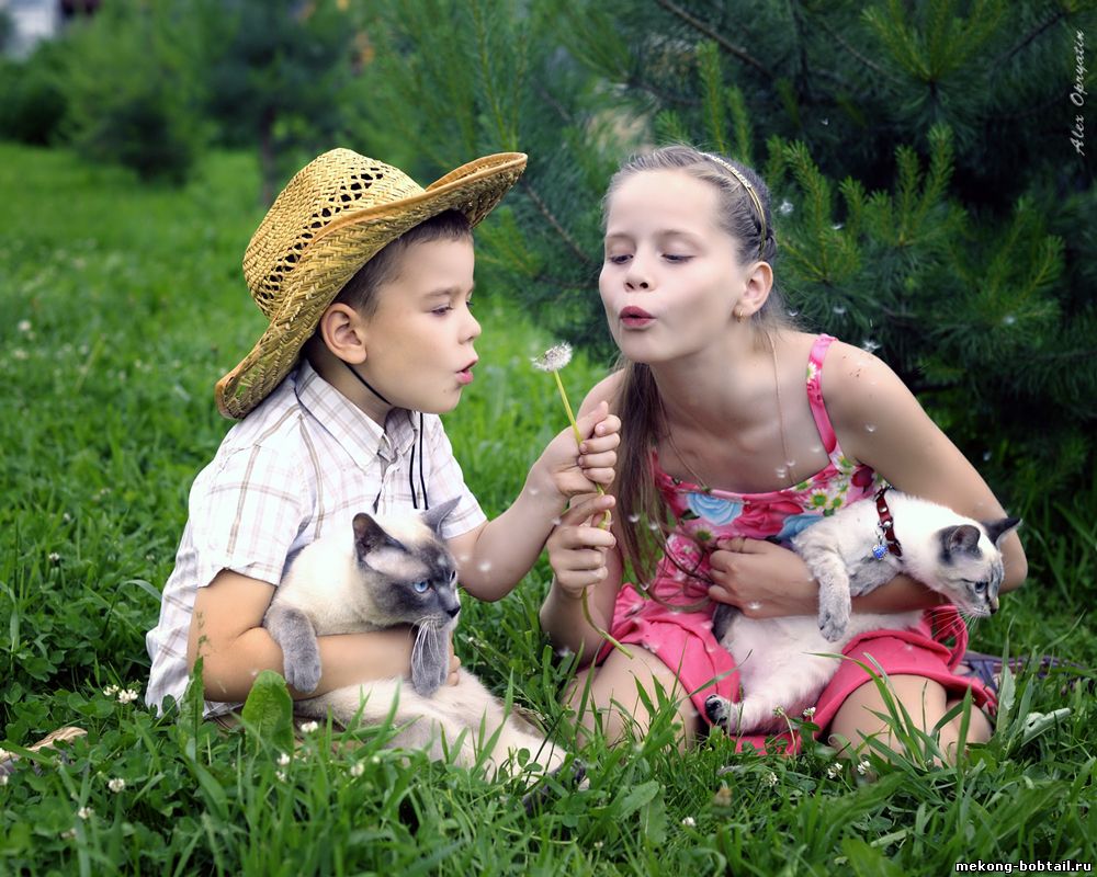 Mekong Bobtail gatti e bambini