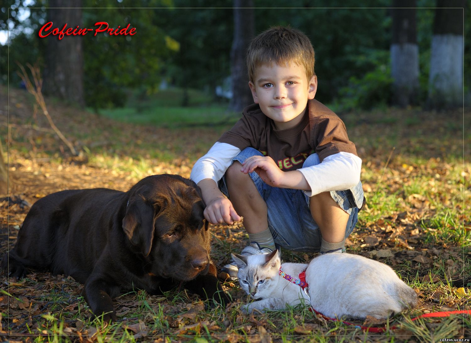 mekong bobtail kittens for adoption