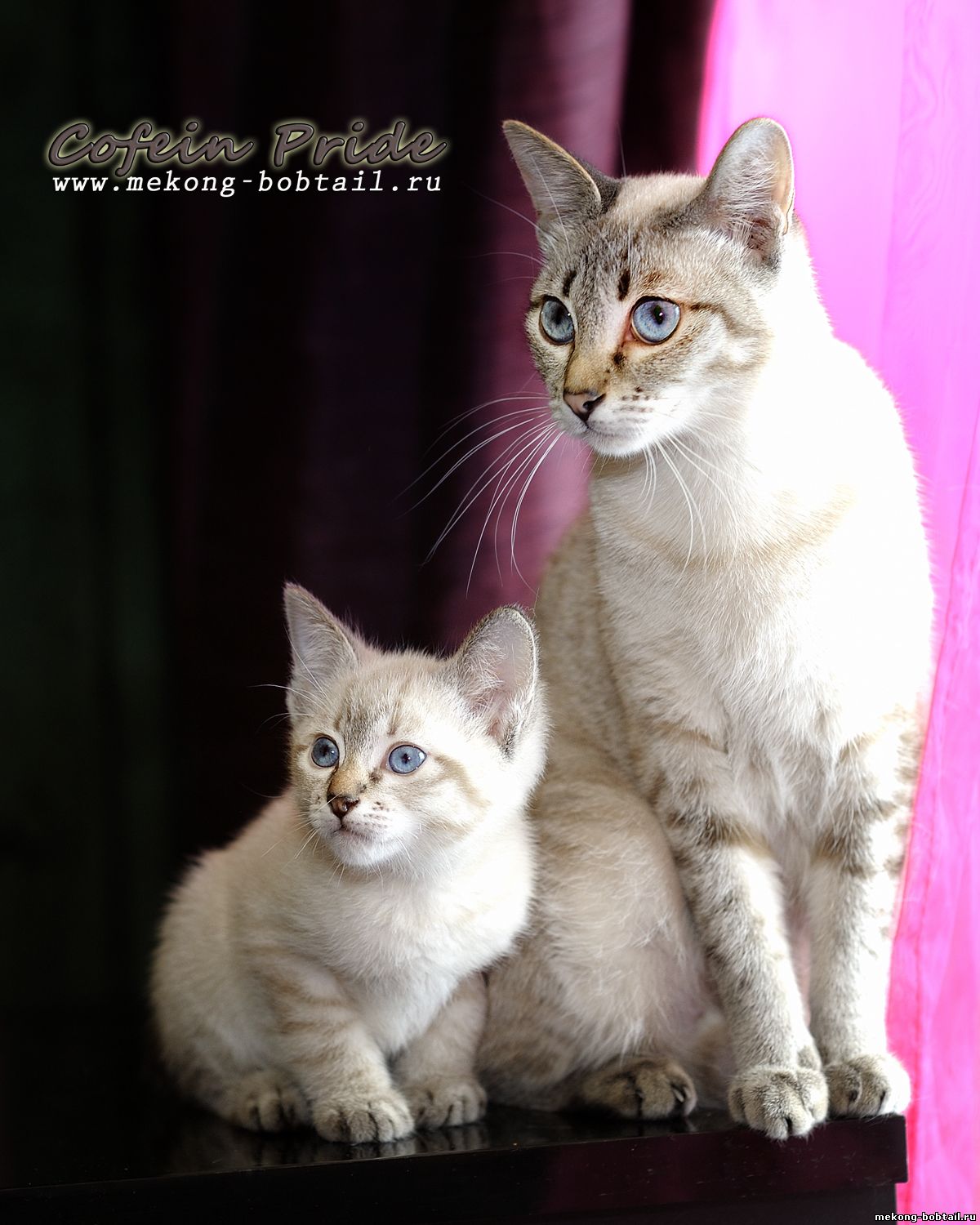 Mekong cuccioli Bobtail seal-tabby-point