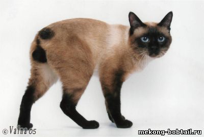 меконгский тайский бобтейл