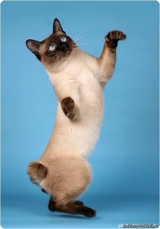 меконгский бобтейл кот
